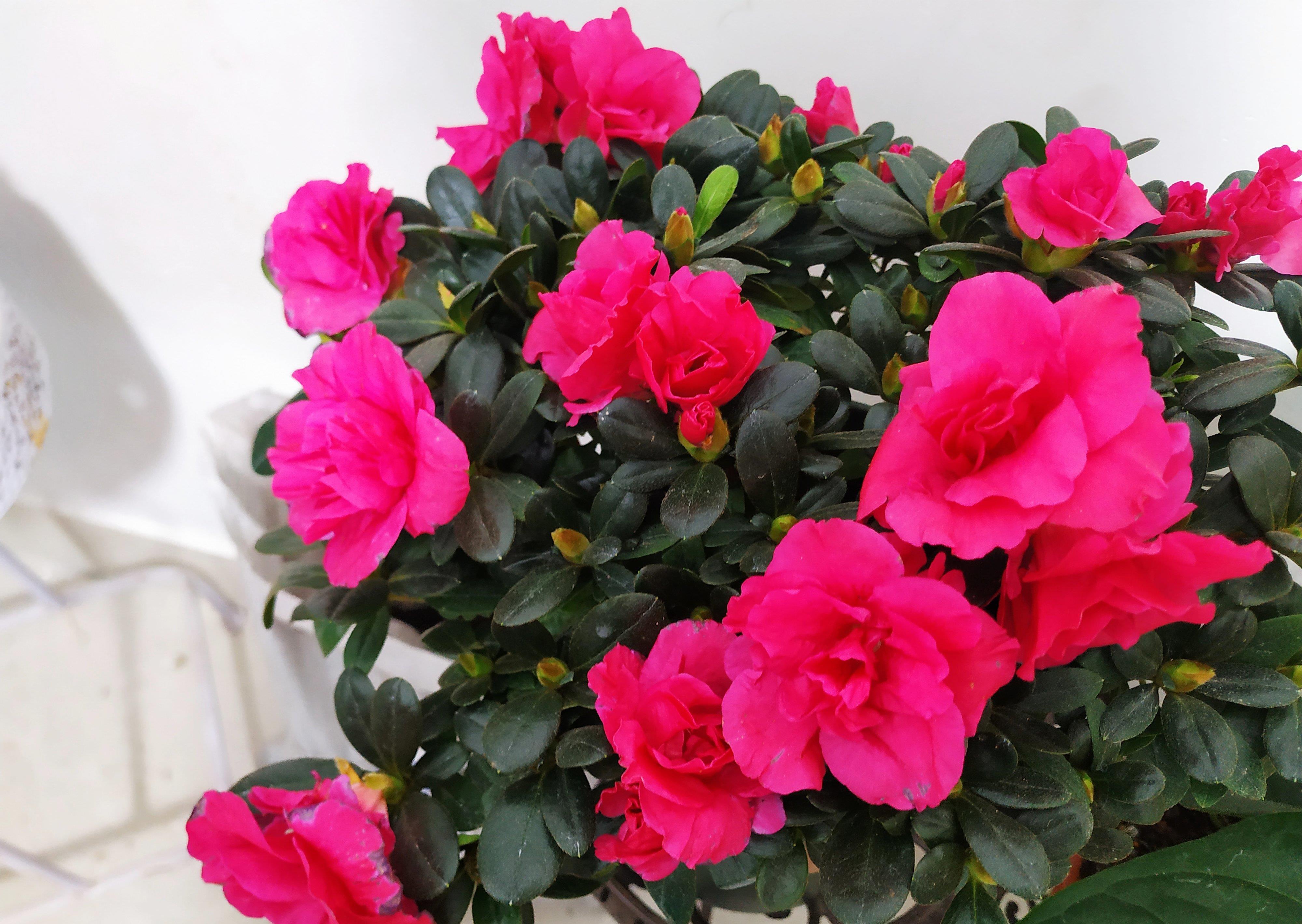 怪不得养花老是死,这些花都喜“酸水”,吃了酸不黄叶