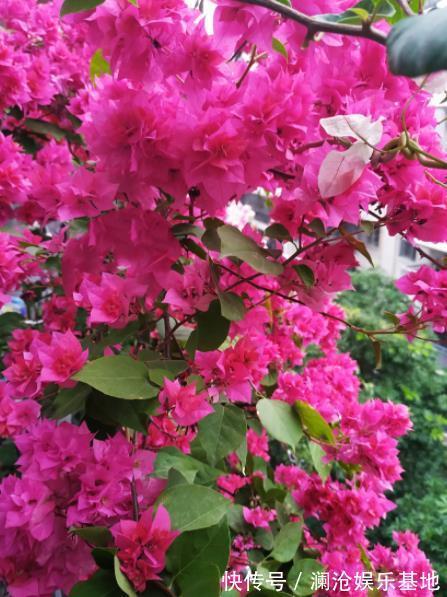 三角梅只长叶子不开花?满足2个条件很关键,掌握了快速长花苞