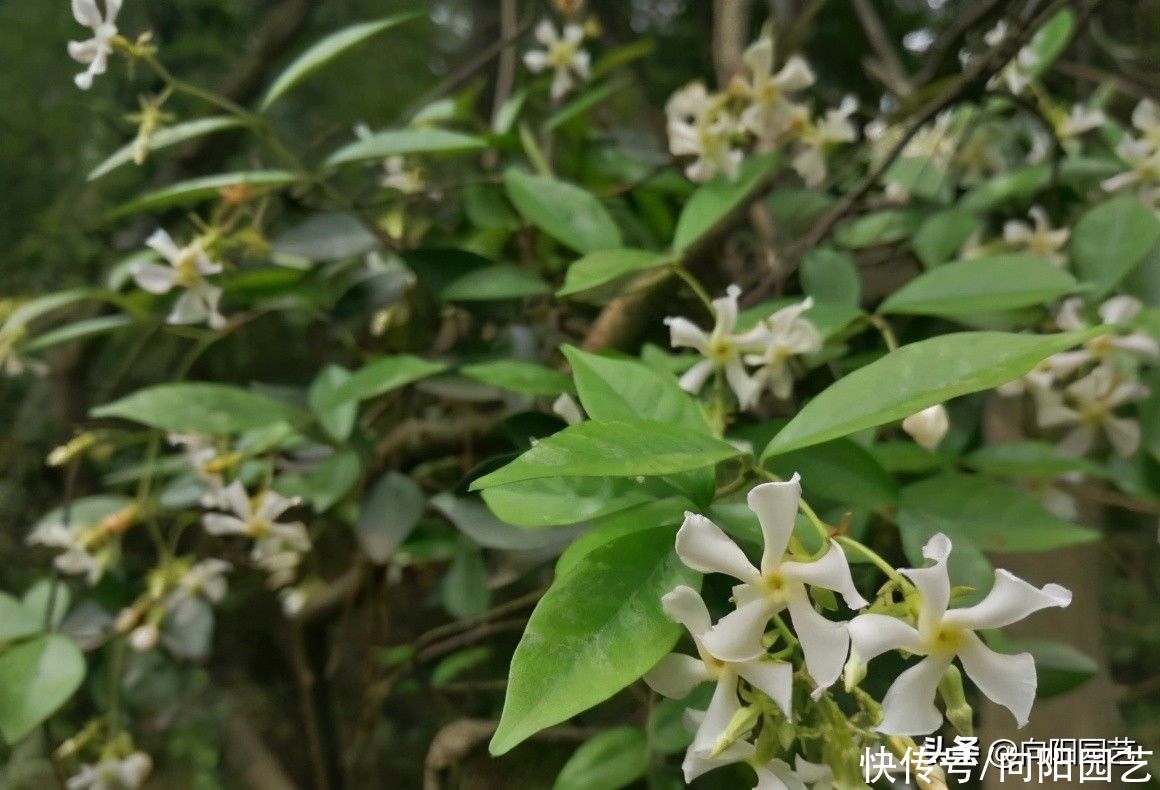 茉莉|这种茉莉花，花开得像风车，花瓣指甲大，花瓣香味四溢，很好闻