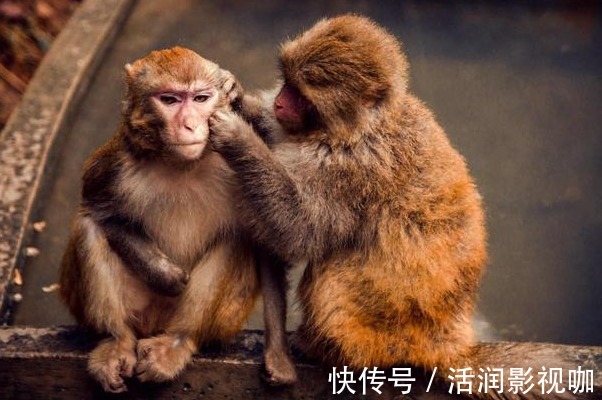 生活环境|“吱吱吱”属猴人的晚年命运，尤其是68年的，50岁以后指望谁