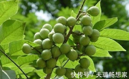 这野草带刺,牲畜见到绕着走,叶片晒晒能做肥皂