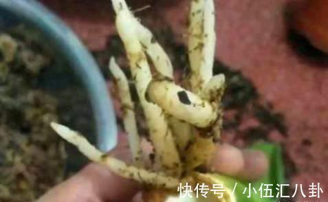 基质|君子兰不用买，一片叶子就能长出一整盆，生根快成活率高