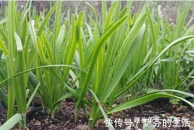 消炎|农村墙角的一些野菜,具有宽肠通便、消炎散结、补肝益肾等功效