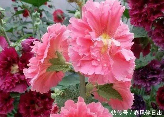 几款植物养在家里,好养易爆盆,是很好的家庭盆栽