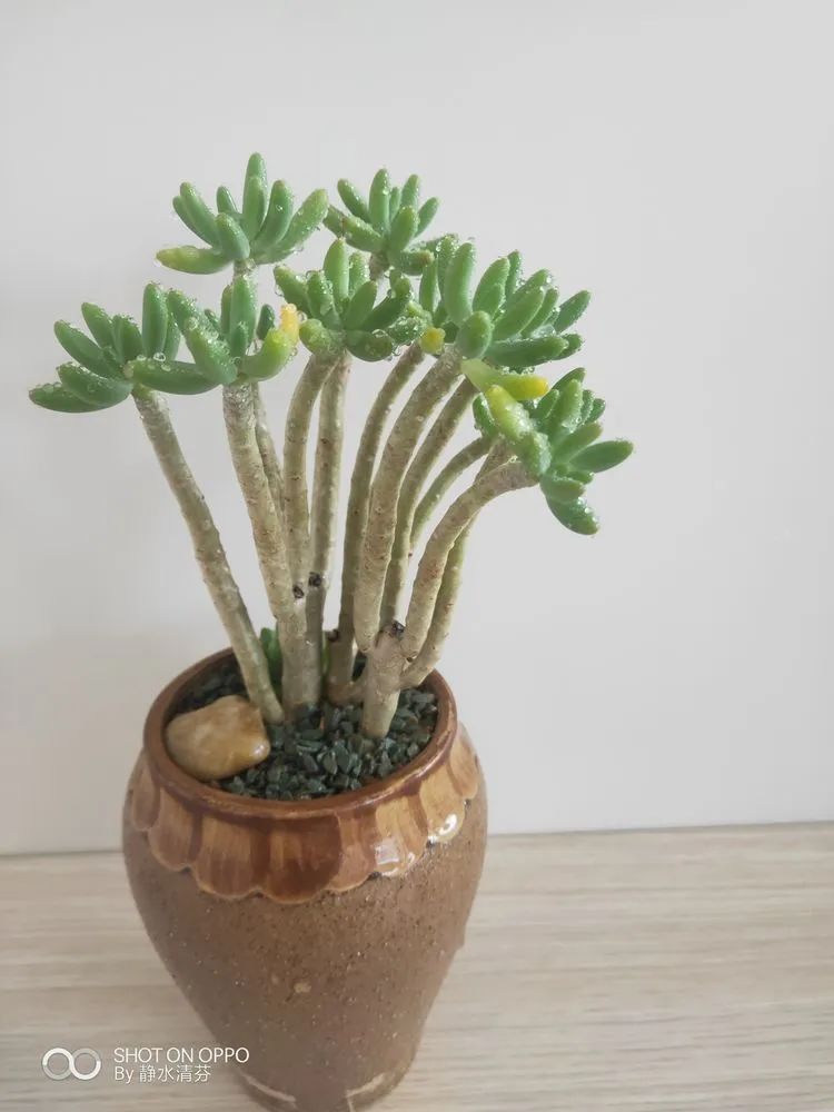状态一般的多肉们，在我这儿已经是最美的存在了！