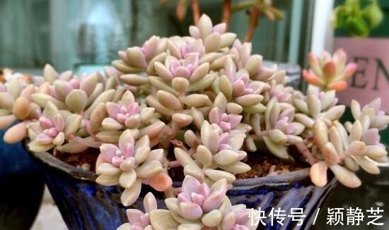 多肉最美的状态有很多种,对糖心情有独钟,6个品种出糖心真漂亮