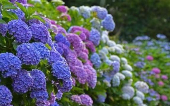 养绣球“修剪”要做对,花期必开花,花开几百朵,变成“大花球”