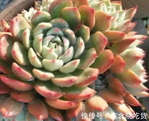 冬天怎么养护多肉冰梅容易出状态,掌握3个方法即可