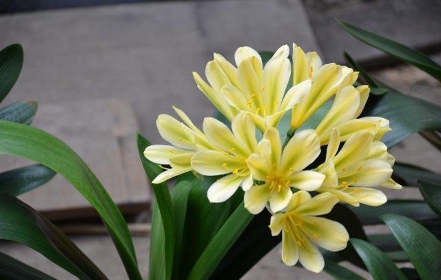 君子兰难开花在盆里埋点“它”,花剑蹭蹭窜,叶子油绿开爆盆!