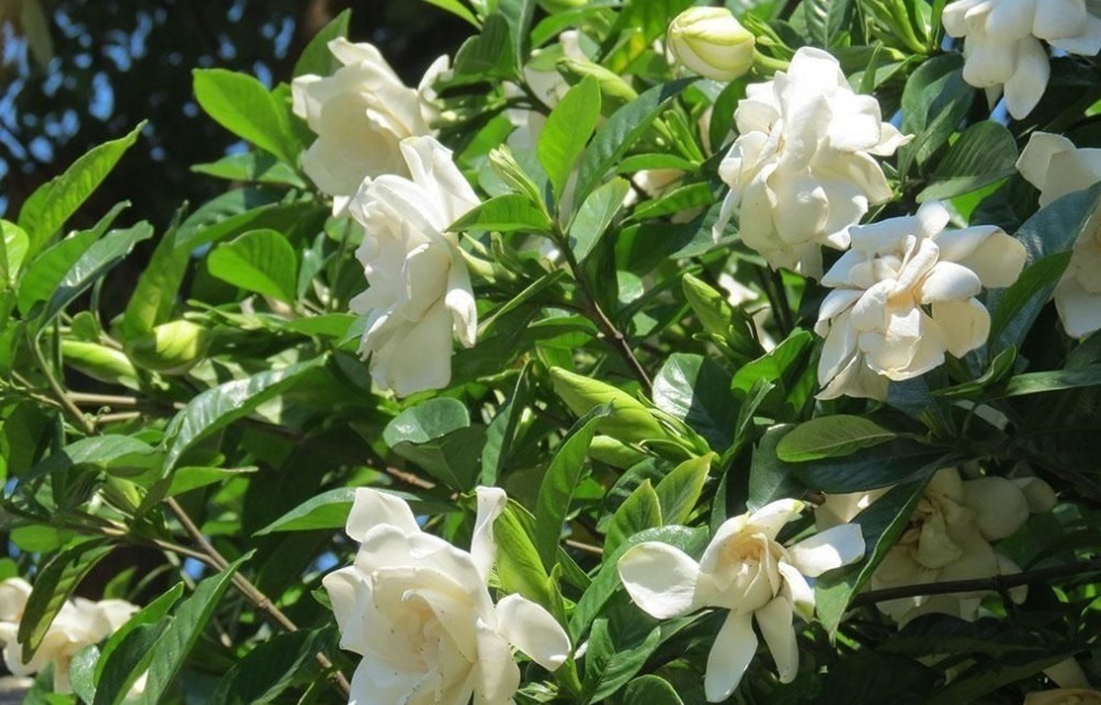 君子兰|越穷越要养的“3大镇宅花”,既养人又运财,图4养好值不少钱