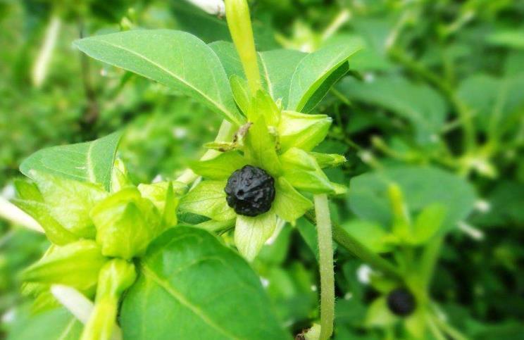 播种|7种“速生花”,现在丢土里,30天就长大,花香扑鼻真泼辣