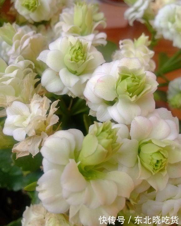 做好这4点,1-12月都可以赏到长寿花