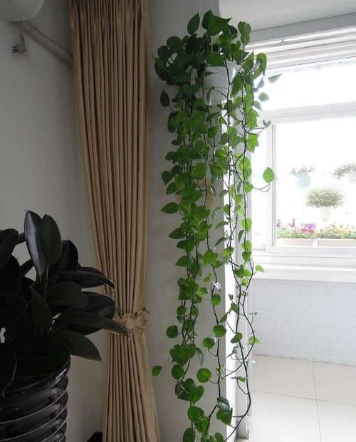  叶片|养绿萝不爆盆，用几粒这个，绿叶子挤满盆，大如手掌，蹭蹭长