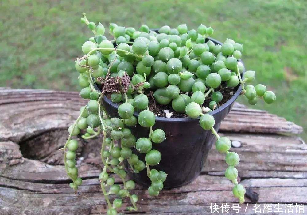养护|珍珠吊兰长得有趣养的人多,挂着养却出现黄叶问题,该怎么解决?