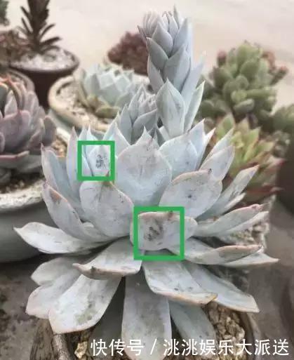 浇水|进入夏季,“多肉党”做好这3步,防止多肉“穿裙子”,一学就会