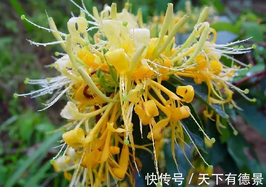 种花|老中医都喜欢的5种花,对健康有益,好看又好养,一次养十盆