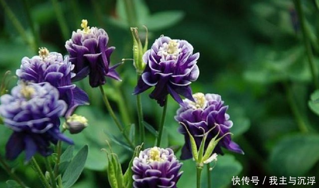 它的名字像“蔬菜”,开花非常“仙”,秋季赶紧种,春季开爆盆!