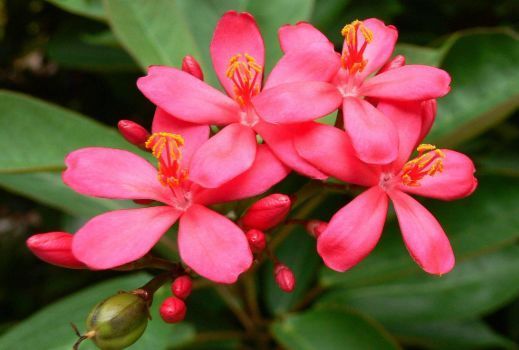 喜欢养护花卉，就选择花期长，花色艳，美丽漂亮能爆盆的5种花卉