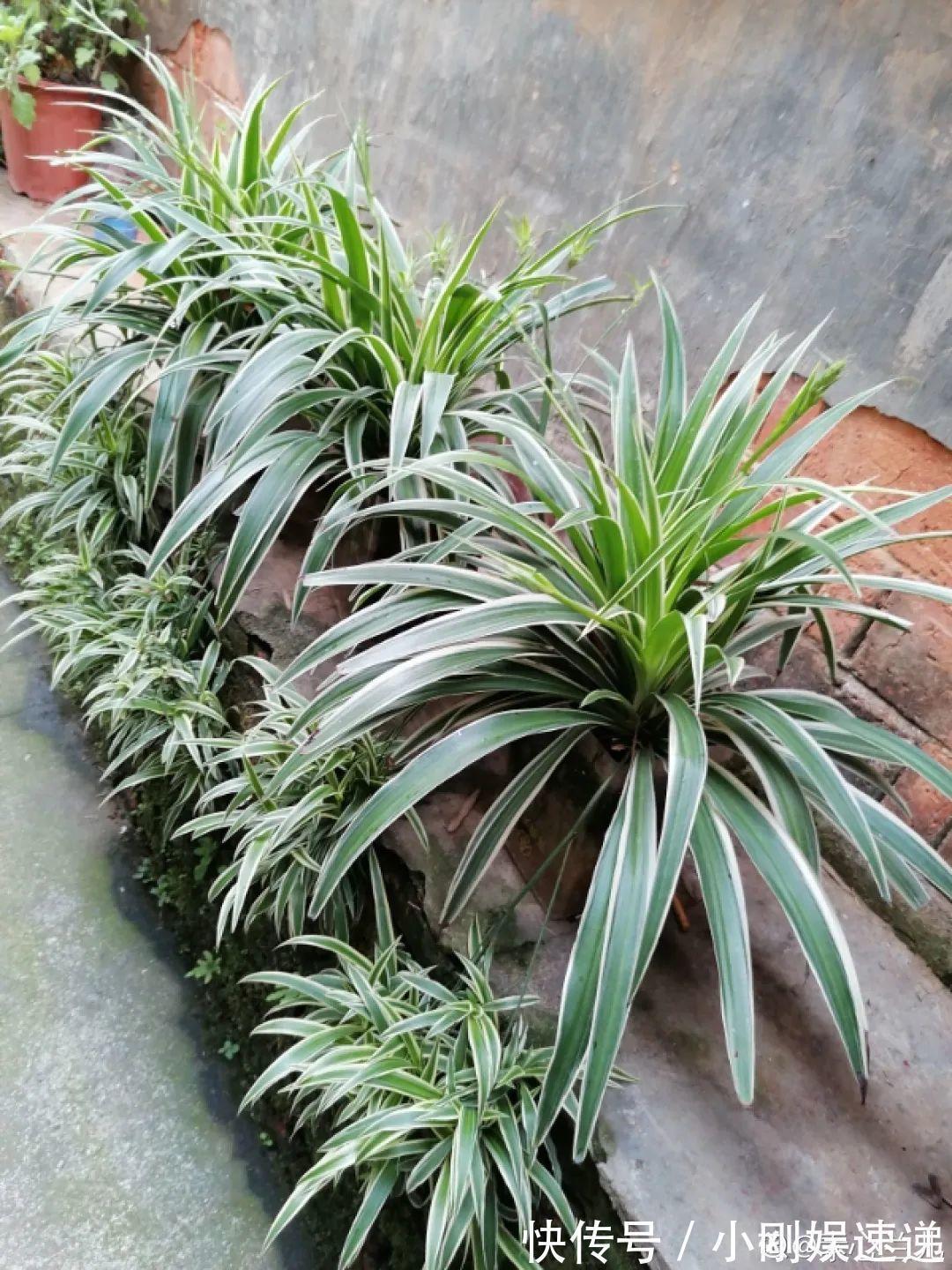 叶片|10种花特怕晒,越晒越黄叶,搬阴凉地儿才能活!