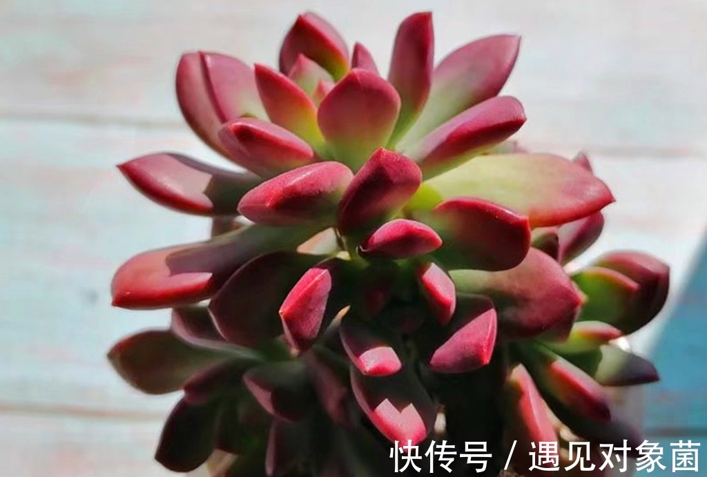 肉友们|为什么养出来的多肉是猪肝色,有什么办法改善吗?办法还是有的