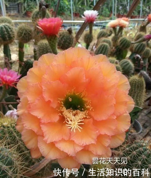 想省心就养这些花，没有病虫害，就爱开花！想省心就养这些花，没有病虫害，就爱开花！