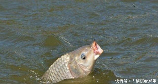 动物蛋白|这东西常人难以接受，却是很不错的钓鱼饵料，钓鲫鱼鲤鱼效果绝佳