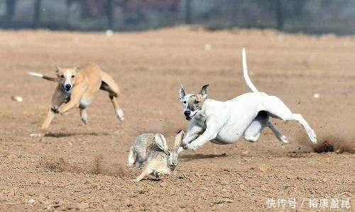王八|俗语:“千年王八万年龟”,下一句更为经典,道尽人生真谛