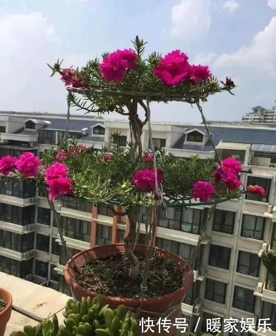 金枝玉叶又能派上“大用场”,嫁接几根太阳花,变成老桩“花柱”