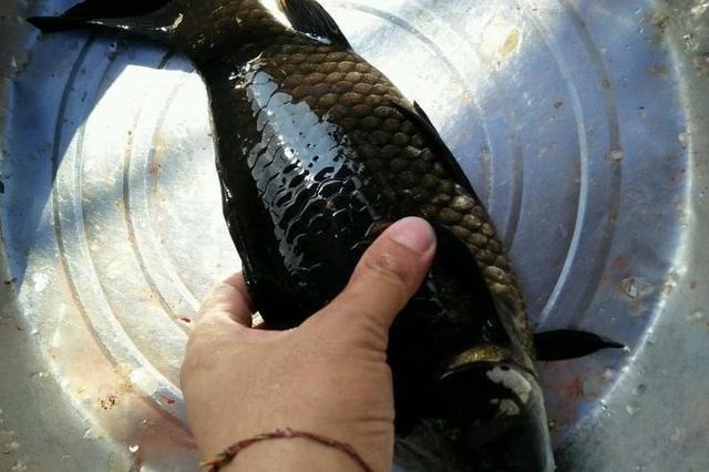 钓获罕见鲫鱼被劝放生:劝放生的大爷,您知道它是什么鱼吗?