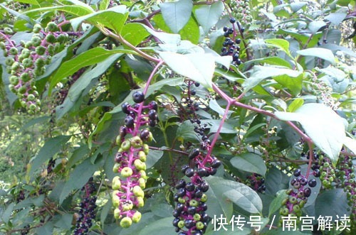 商陆根|农村有一种野草,人称“见肿消”,消肿具有奇效,你在路边见过吗