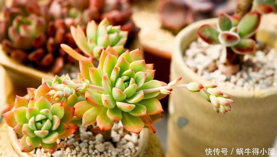 植株|让多肉安全度夏的诀窍是什么?