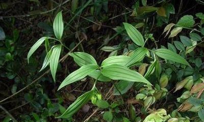 宝铎草生长于林下或灌木丛中花开黄色、绿黄色或白色