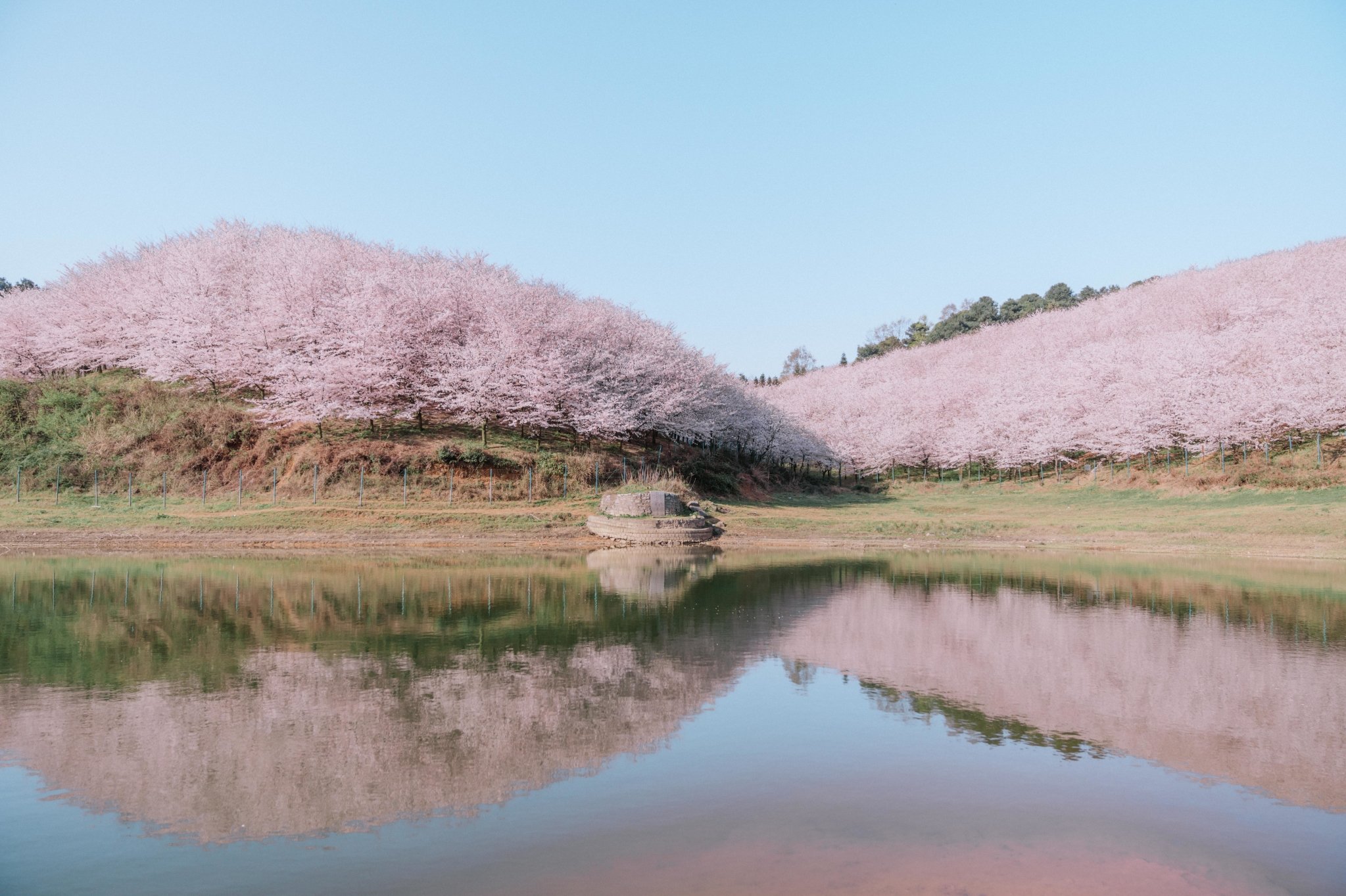 平坝樱花海，惊艳又浪漫