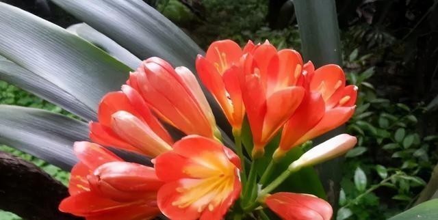 4年都不开花的君子兰,没花一分钱,我让它开花了