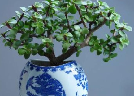 大多人都喜欢养“一种绿植”，枝干木质化速度快，盆景越养越值钱