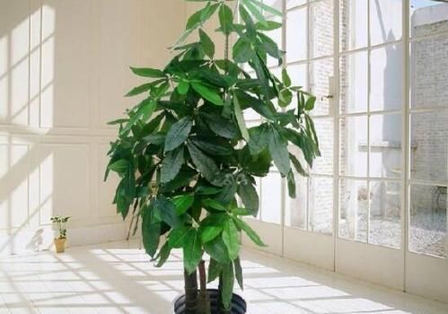 维护保养|4种花不能多浇水,少浇水反而不烂根,长得旺,是懒人盆栽的福音