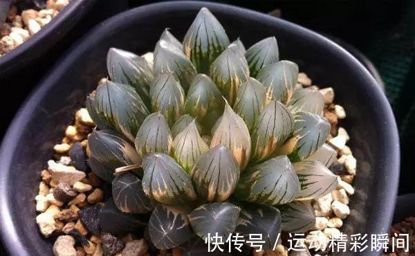 霓虹灯|最昂贵的10种多肉,第一种价格高达600万,网友直呼买不起