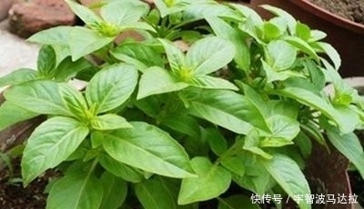 疏風(fēng)行氣|它是田埂上的中草藥,疏風(fēng)行氣,治風(fēng)濕性關(guān)節(jié)炎,老中醫(yī)愛不釋手