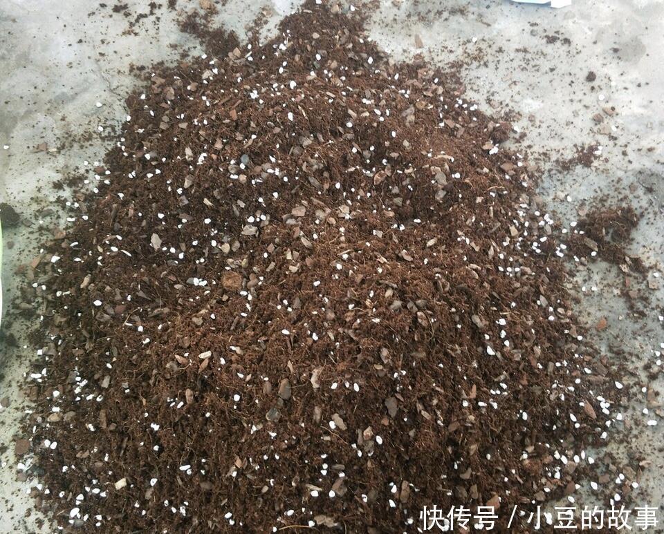 大白菜|户外挖“2种土”养花,君子兰长得像“大白菜”,茉莉花“爆盆”