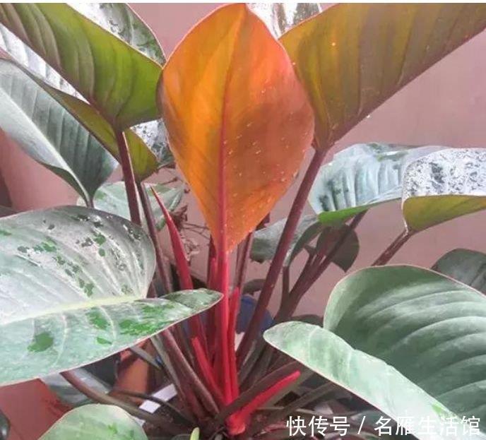 芹叶牡丹|秋天养花,首选4种花,花期长、颜值高,晒晒太阳开花一茬又一茬