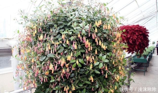 落地生根属的大家庭,品种多,花朵好看!