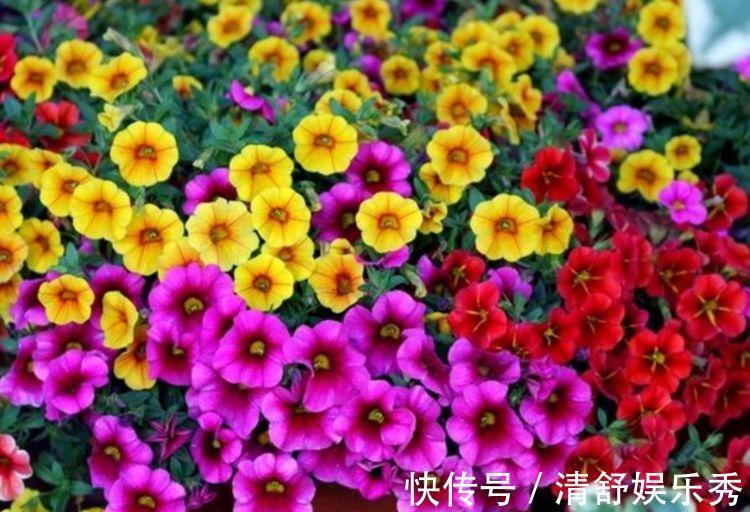 养花就养4种花，好养易活花量大，寓意吉祥人人爱，家里养真适合