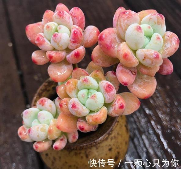 想要多肉劳尔香味浓郁长满盆,3件事做好了,冬天变成香过冬