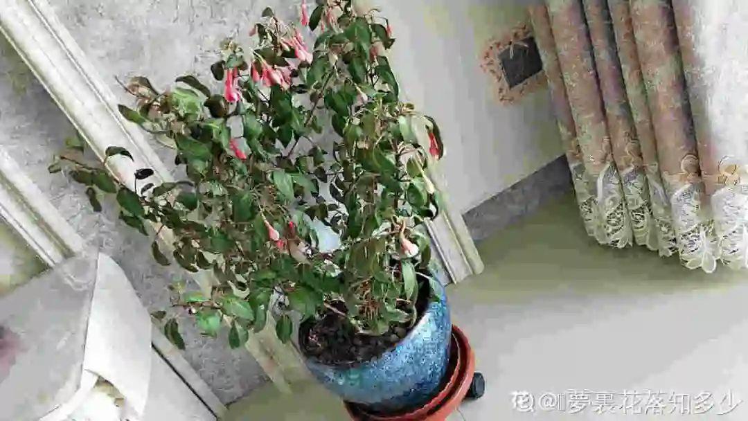 花苞|公认难养的花，养一盆死一盆，从来没有养活过！