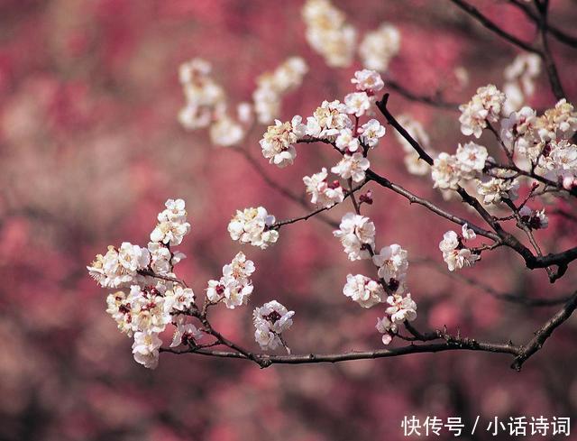 吹面不寒杨柳风|这首只有28字的小诗,意境唯美,读来犹如走进画境,诗作竟出自一位僧人之手