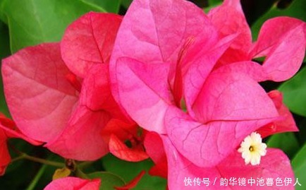 家养|家养三角梅总是开花少学会这三个小技巧,轻松花开爆满盆