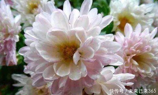 喜欢菊花，不如养“珍品玫瑰”布里顿玫瑰，红艳欲滴，窈窕妩媚！