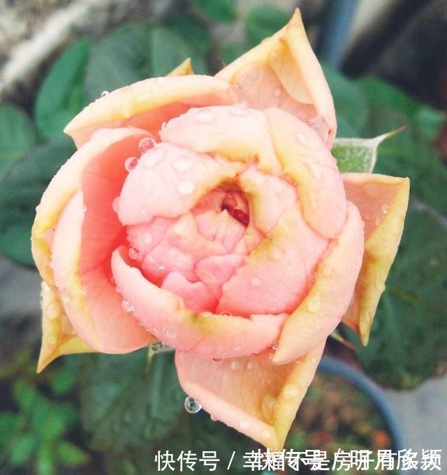 孕蕾|7句老祖宗留下的养花谚语，每一句都是精髓，赶紧记住