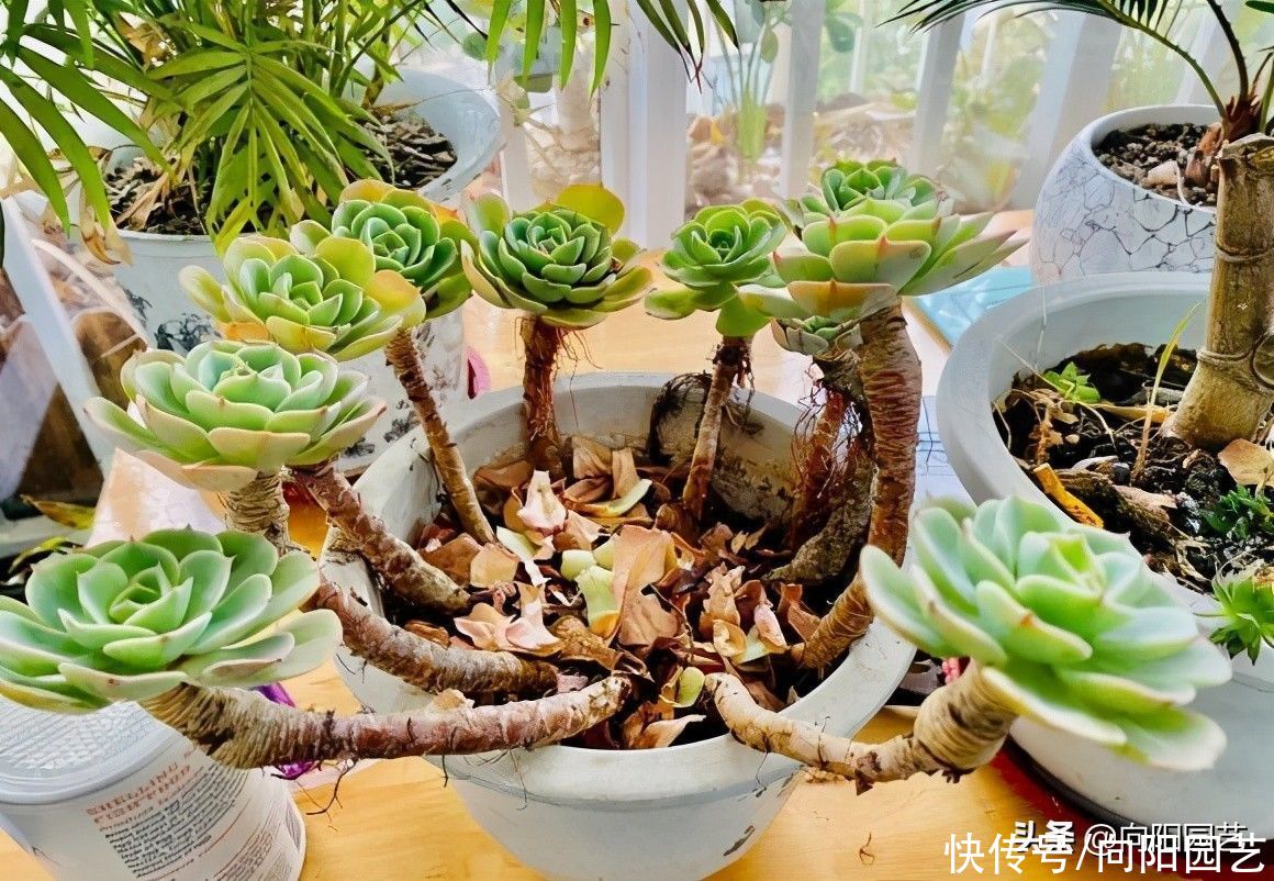 饱和|你以为的是你以为的？养多肉方式千万，万变不离其宗，别乱养