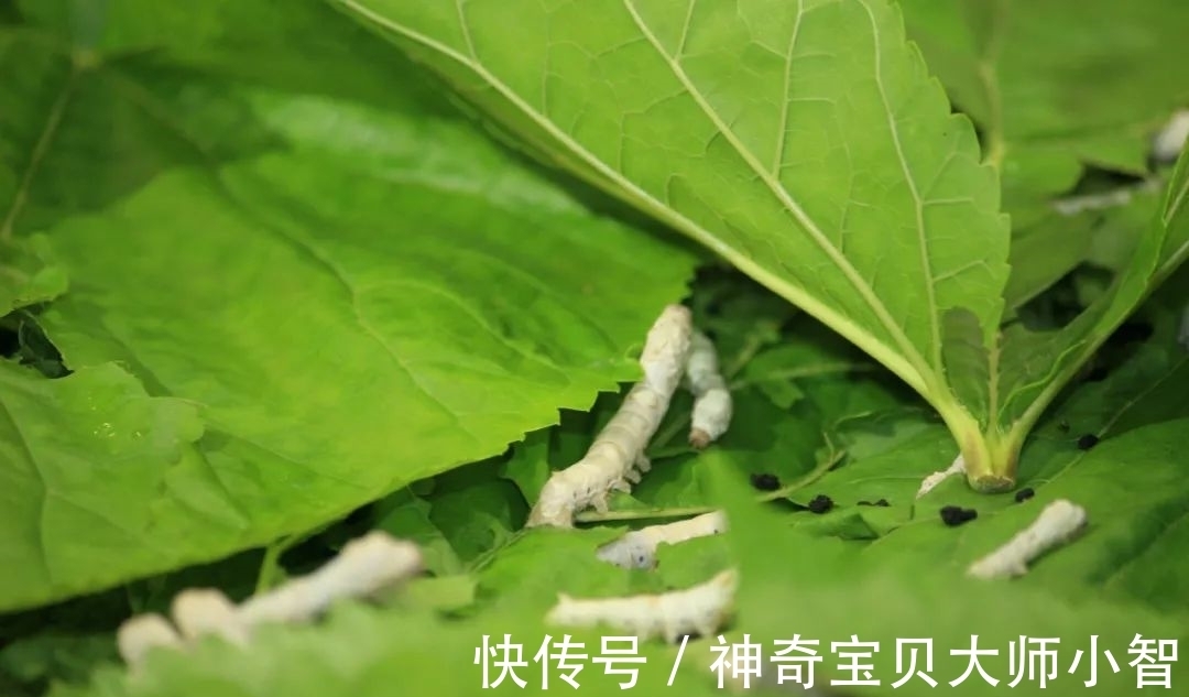 荠菜花@有没有人看,我都要开花